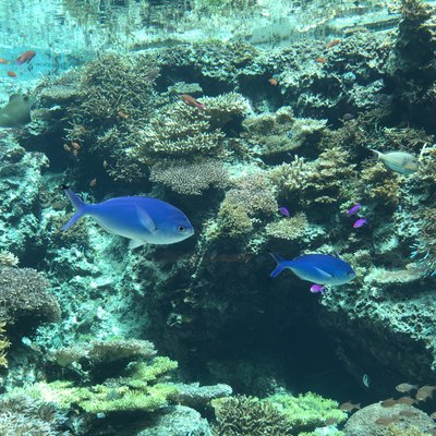 沖縄美ら海水族館