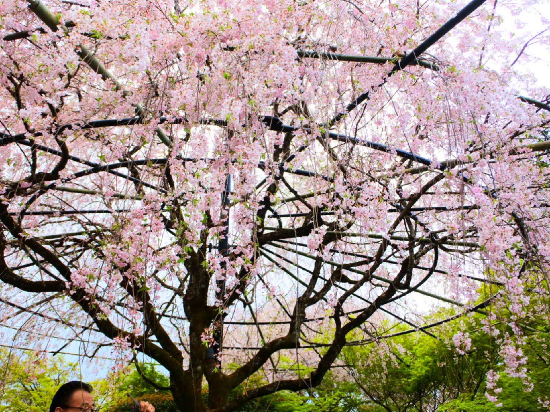 そうだ京都、いこう。舞台となった頭上で豪快に咲く紅しだれ桜は京都の定番お花見スポット！