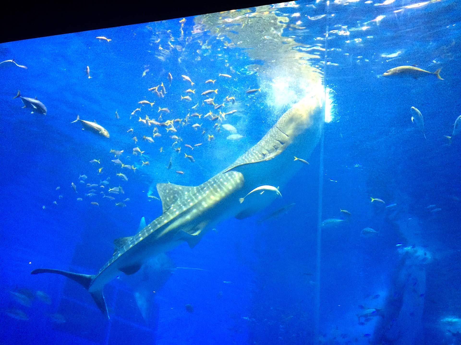 【世界最大級！】海の生き物たちに触れ合える"沖縄美ら海水族館"完全ガイド！