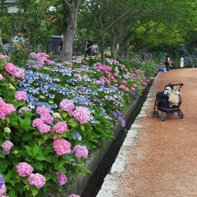 二本松寺 あじさいの杜