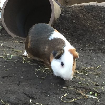 東京都恩賜上野動物園