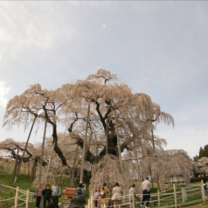 三春滝桜