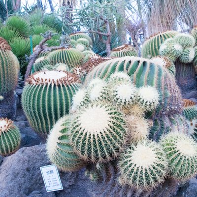 伊豆シャボテン動物公園