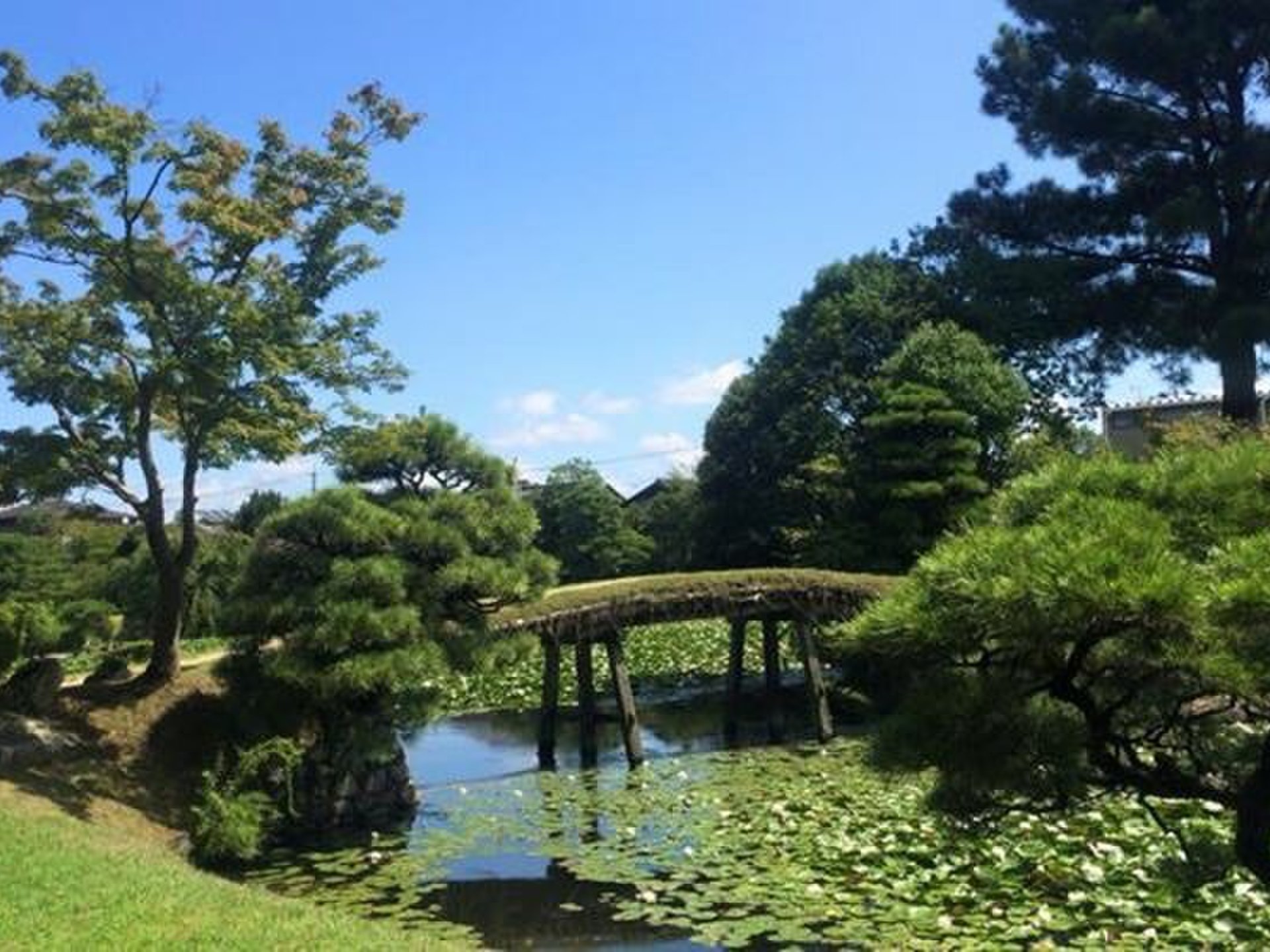 春は桜、秋は紅葉、冬は雪と四季を楽しむ観光地！岡山・津山の大名庭園「衆楽園」夏は池に広がるスイレン。