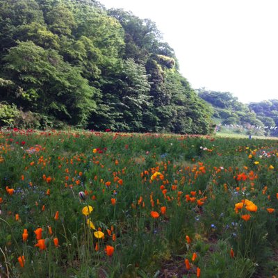 くりはま花の国