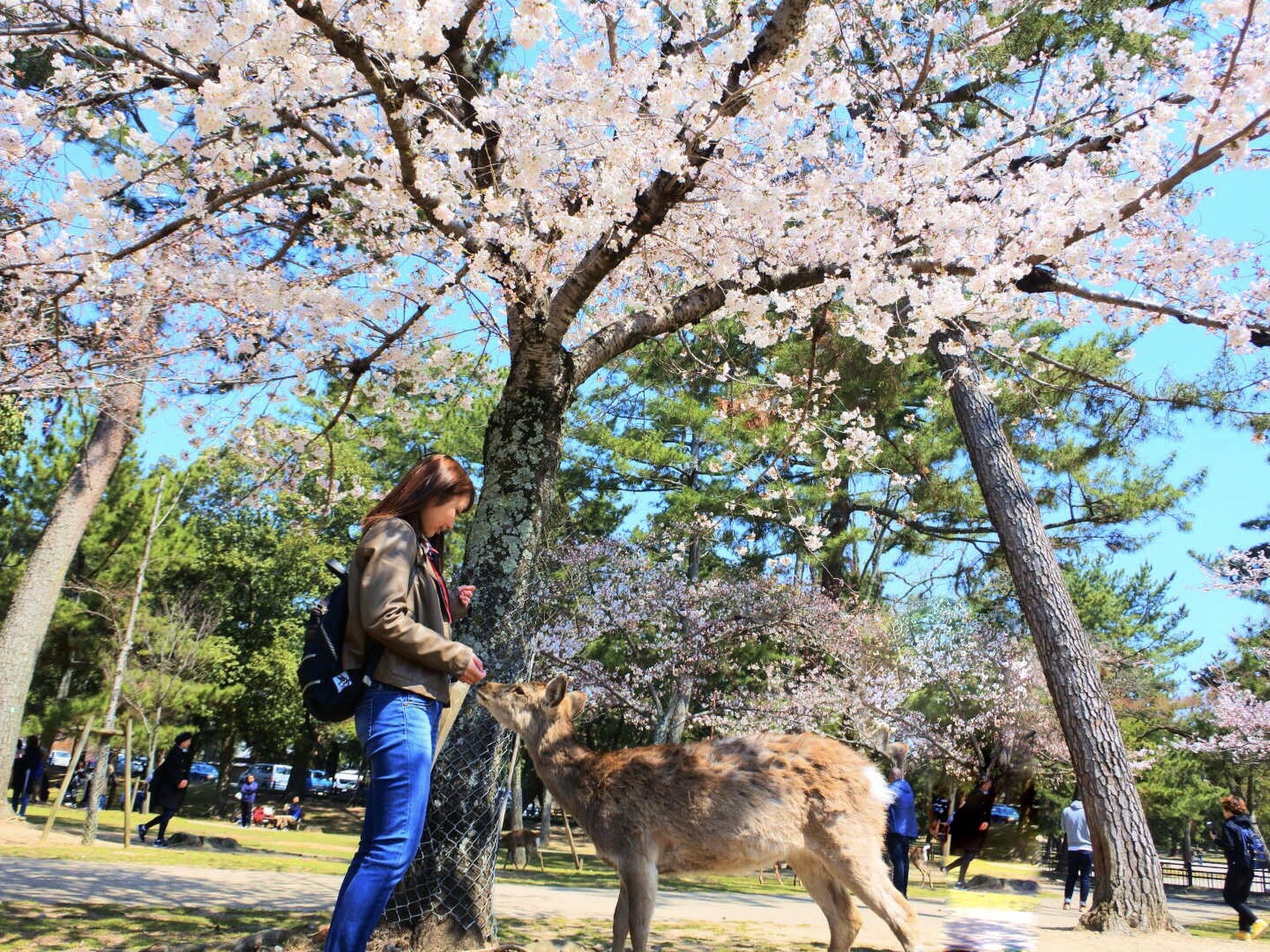 桜満開の奈良公園へ！話題のヘルシーランチと人気カフェ堀内果実園の苺サンドで春を満喫しちゃおう！
