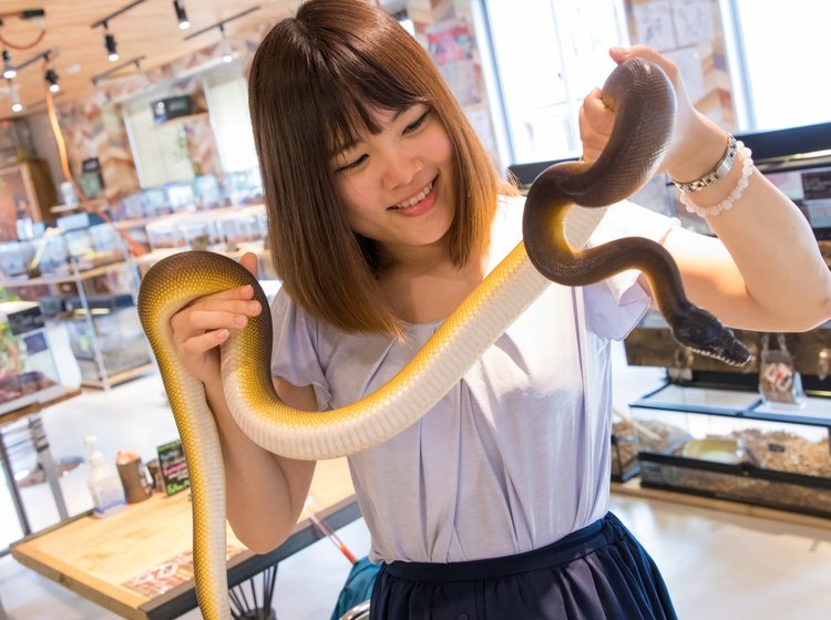 大阪アメリカ村 スネークカフェ で時間無制限のヘビ触れ合い ゲテモノ料理に挑戦 Playlife プレイライフ