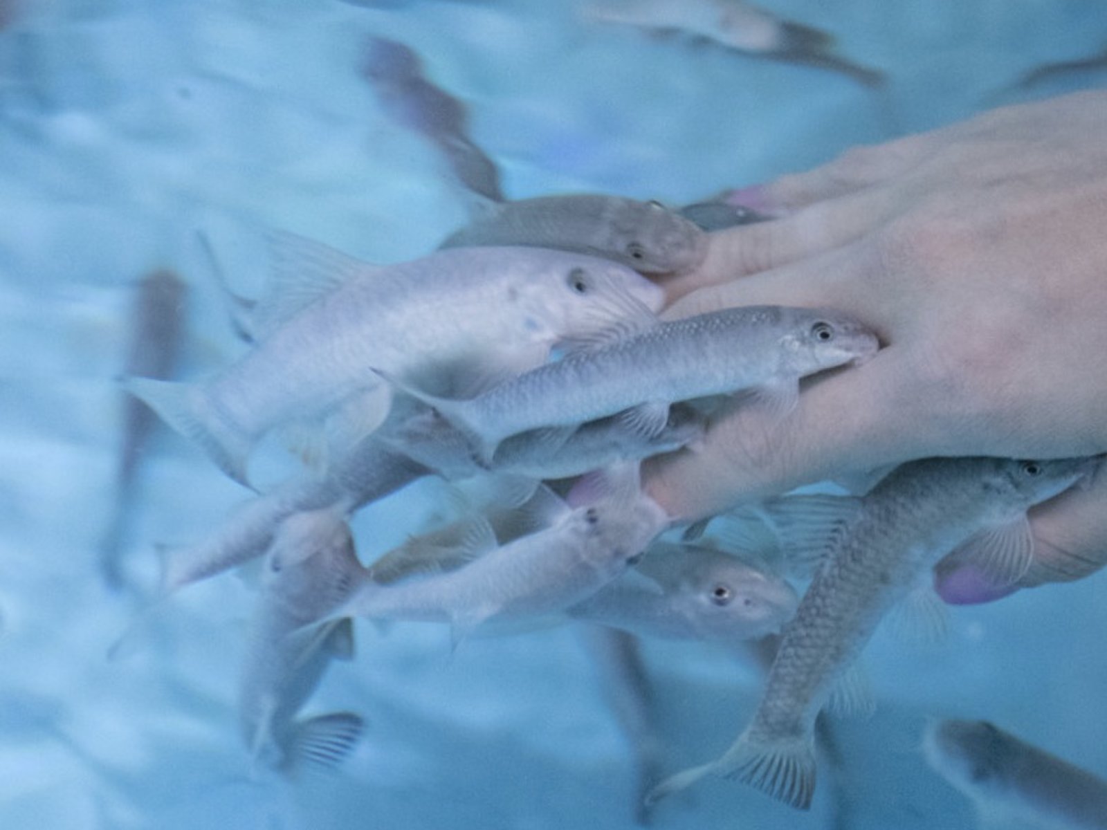 北の大地の水族館(山の水族館)