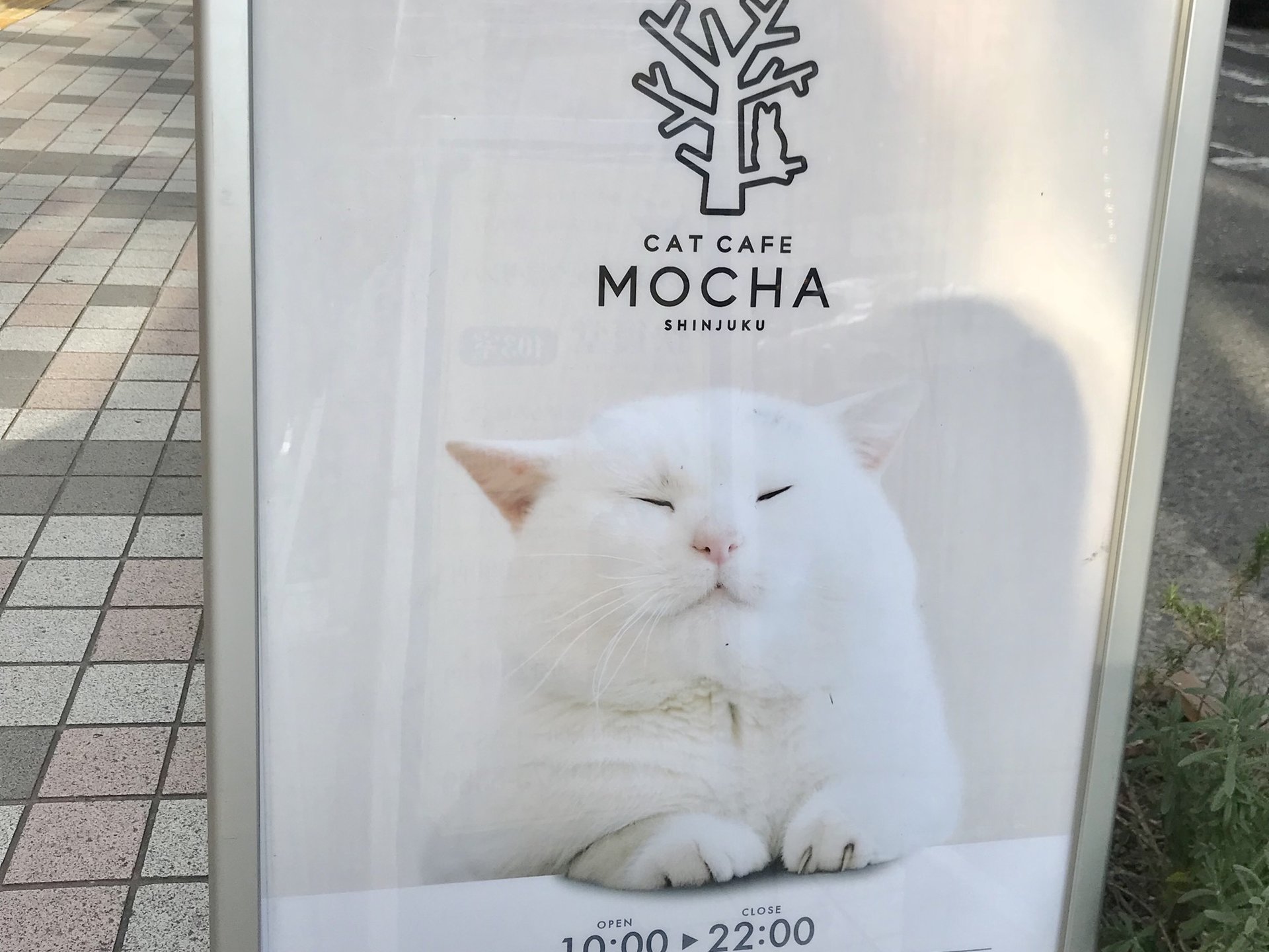 猫カフェMoCHA 新宿店