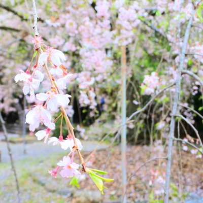 平野神社