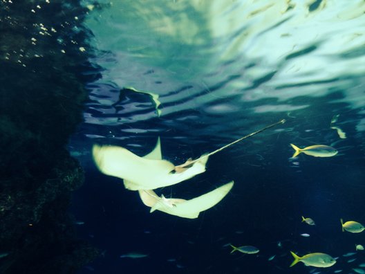 サンシャイン水族館