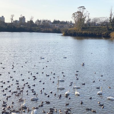 白鳥飛来地（調整池）