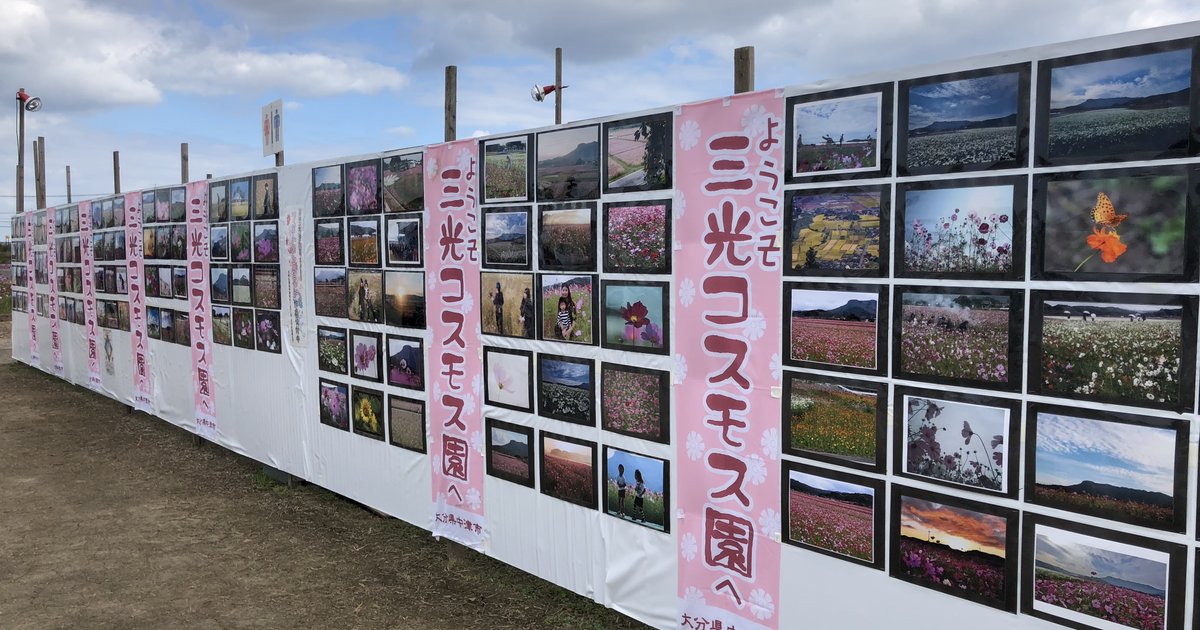 圧巻 3000万本の三光コスモス園 甘い香りに酔いしれながら気分最高 ウォーキング Playlife プレイライフ