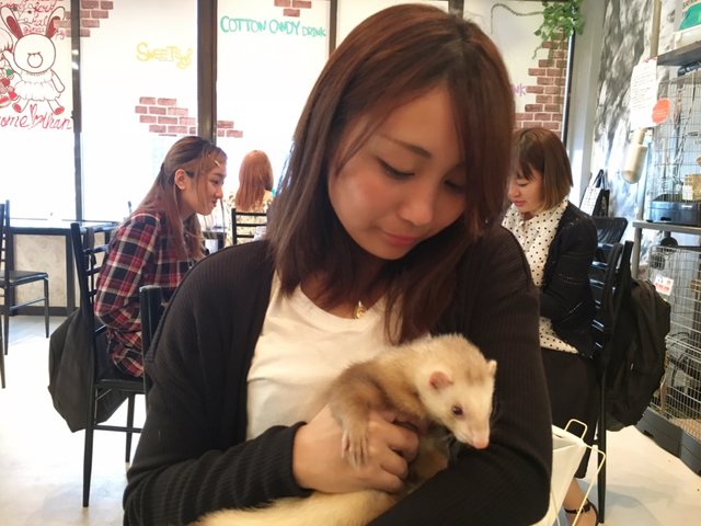 大阪のおすすめ動物カフェ10選 可愛い動物に思いきり癒されよう Playlife プレイライフ