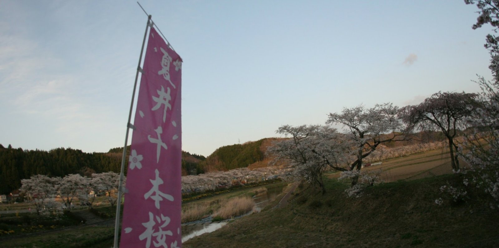 三春滝桜