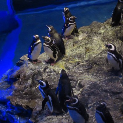 すみだ水族館