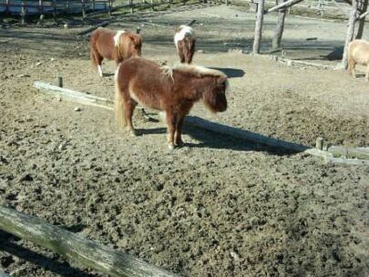 三瀬ルベール牧場どんぐり村