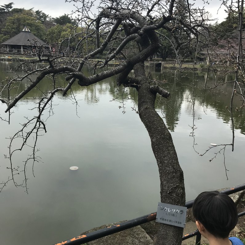 千葉公園 綿打池