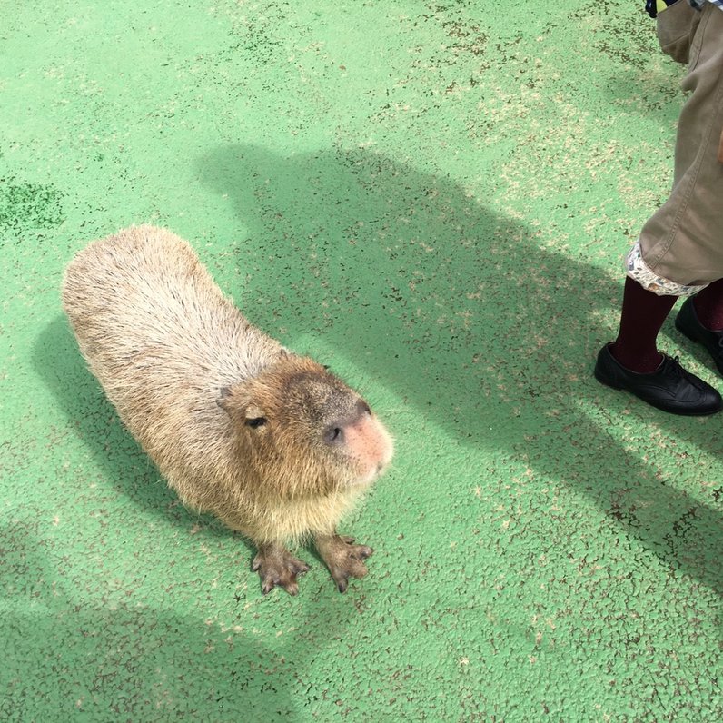 シャボテン公園/東海バス