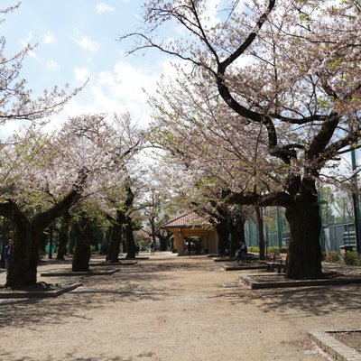 羽根木公園