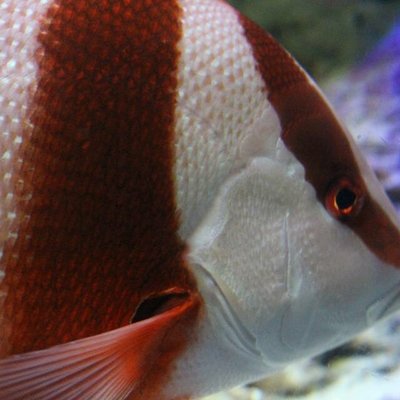 沖縄美ら海水族館