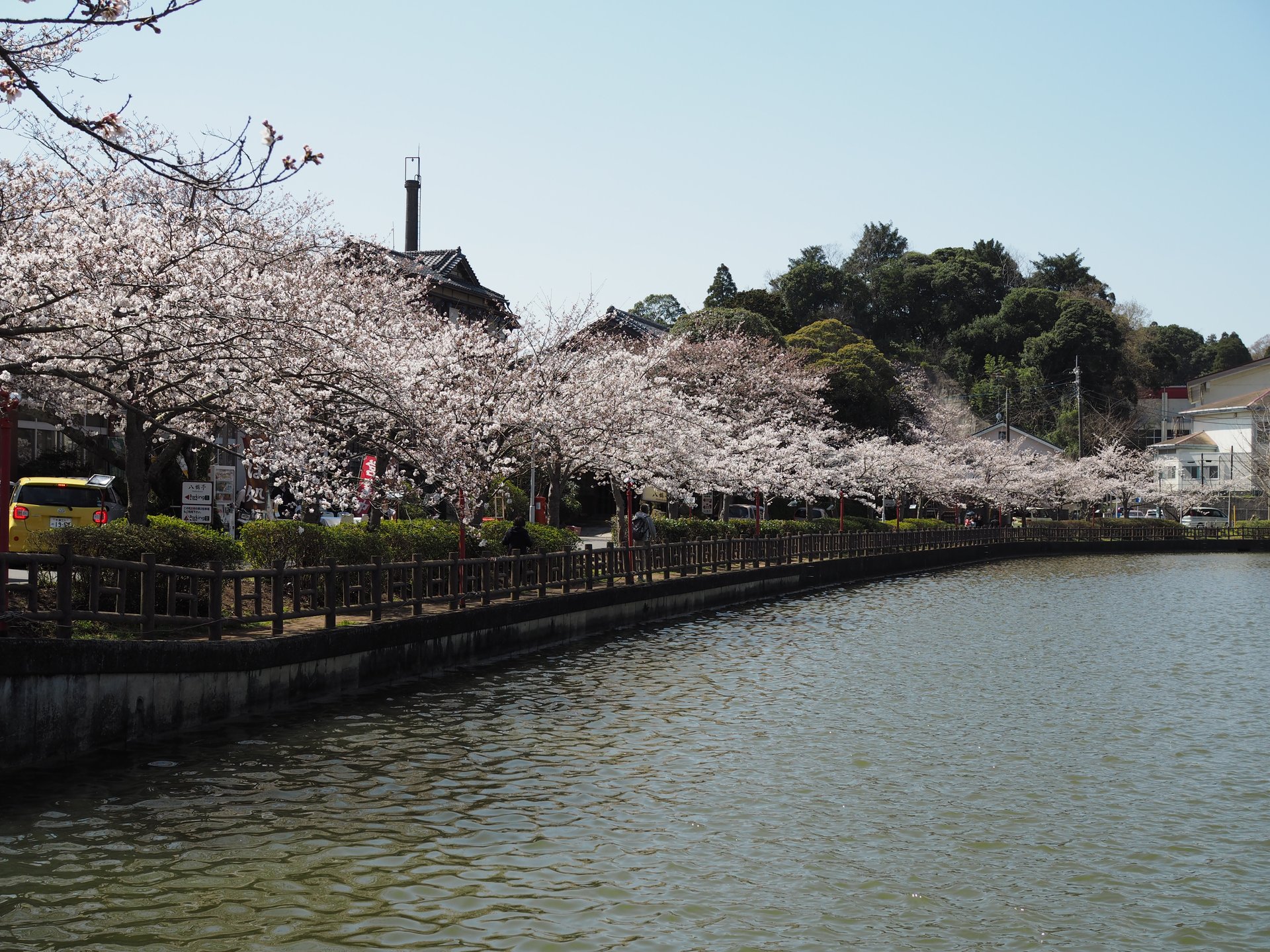 【千葉・東金】千葉の桜の名所！家康ゆかりの地、東金にある八鶴湖に行ってみた♪