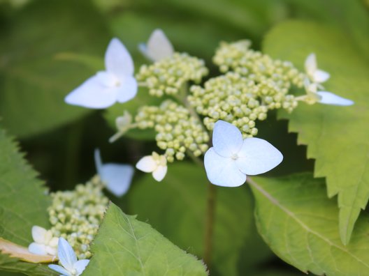 六花の森