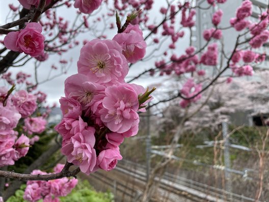 花園橋