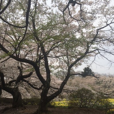 実相寺