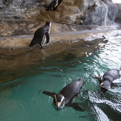 しながわ水族館