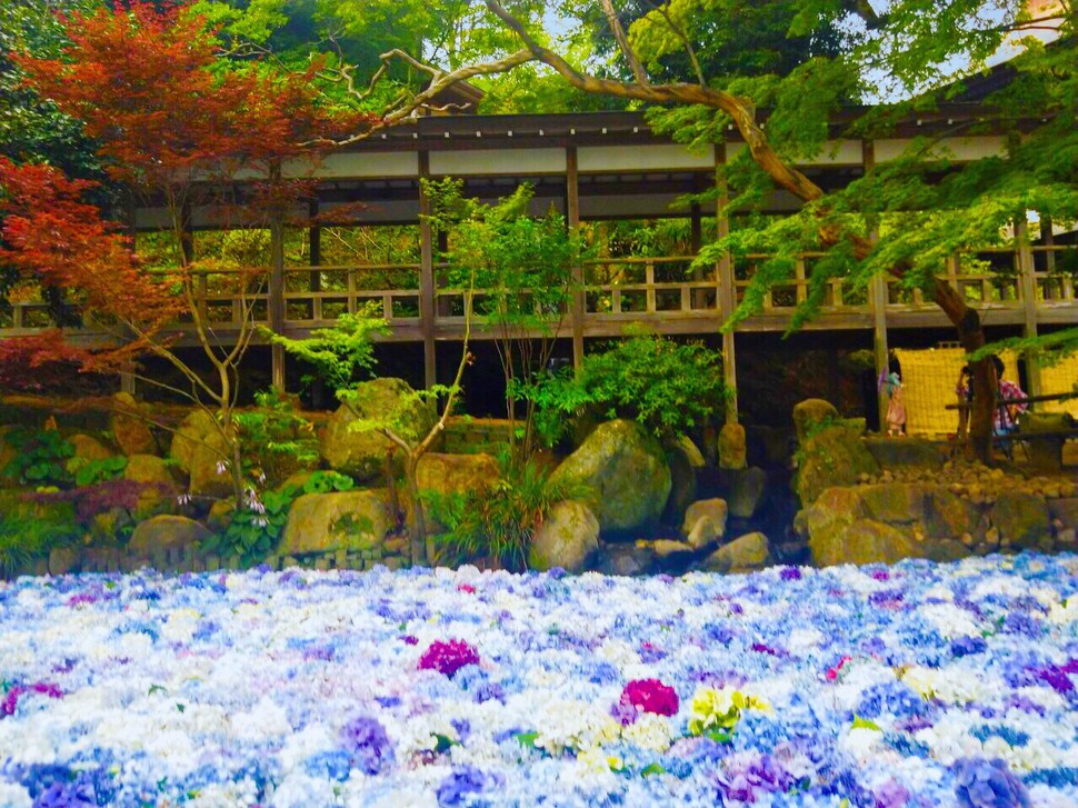 茨城県観光 紫陽花の海に溺れる夏 敷き詰められた水中花 雨引観音 のアクセス方法と周辺スポットも Playlife プレイライフ