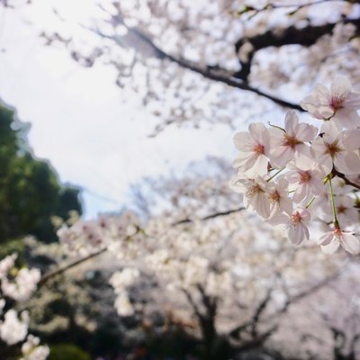 代々木公園