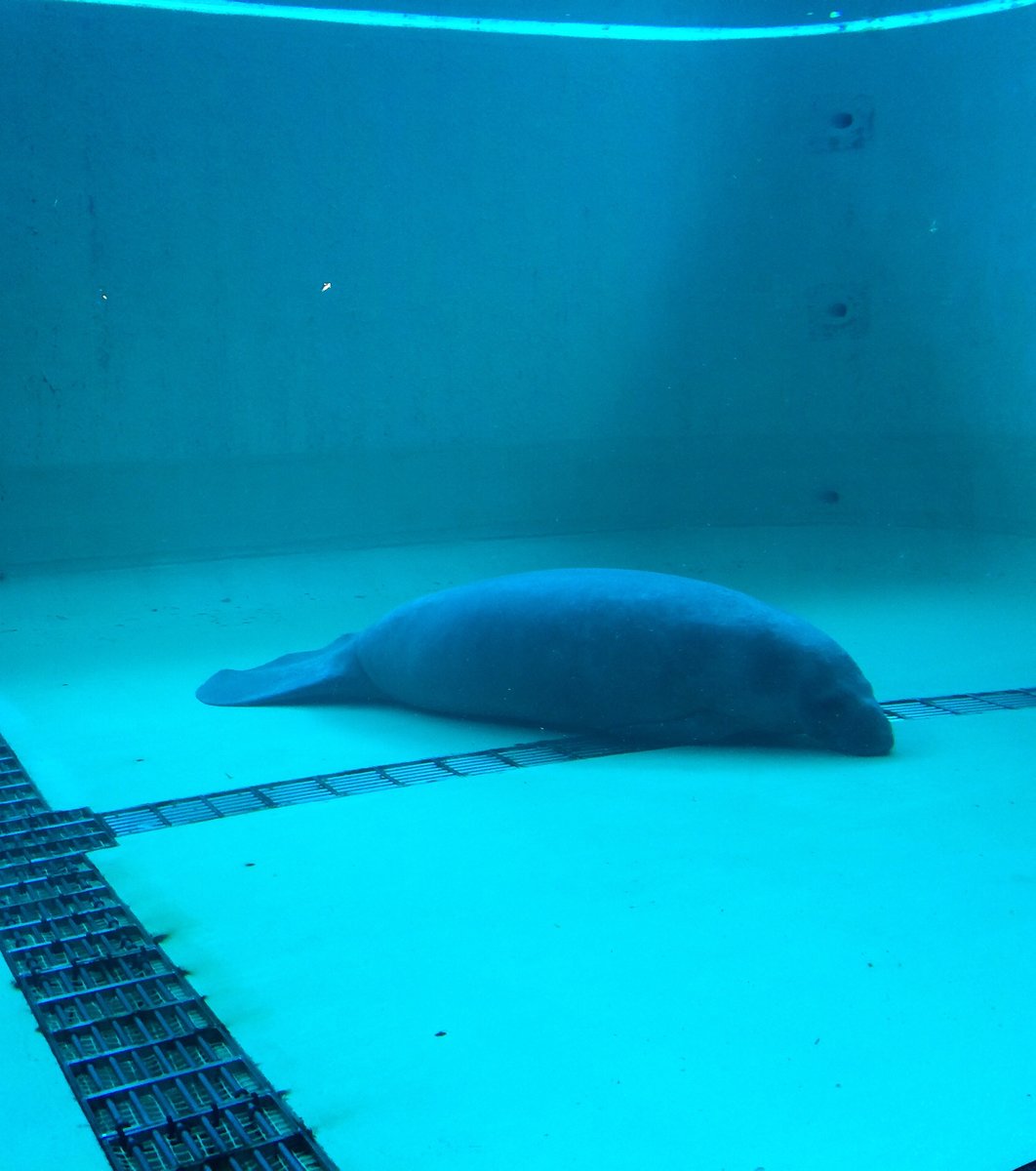 沖縄美ら海水族館