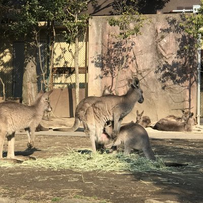 金沢動物園