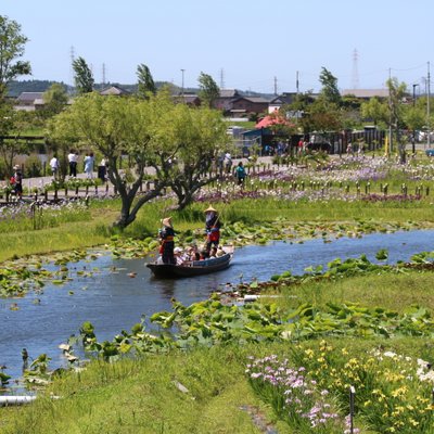 水郷佐原あやめパーク