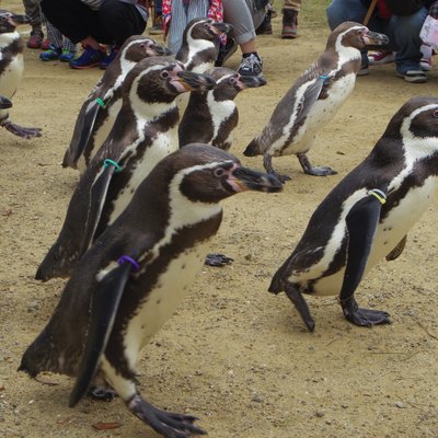 長崎ペンギン水族館