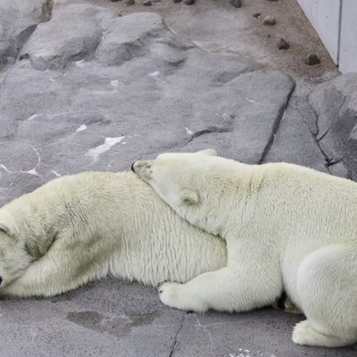 円山動物園