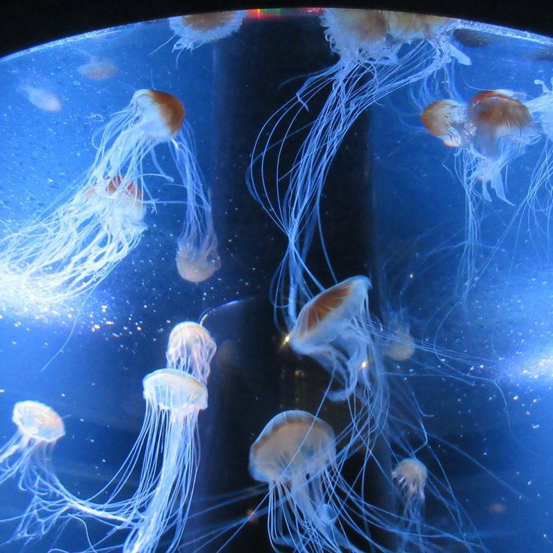 新潟市水族館マリンピア日本海