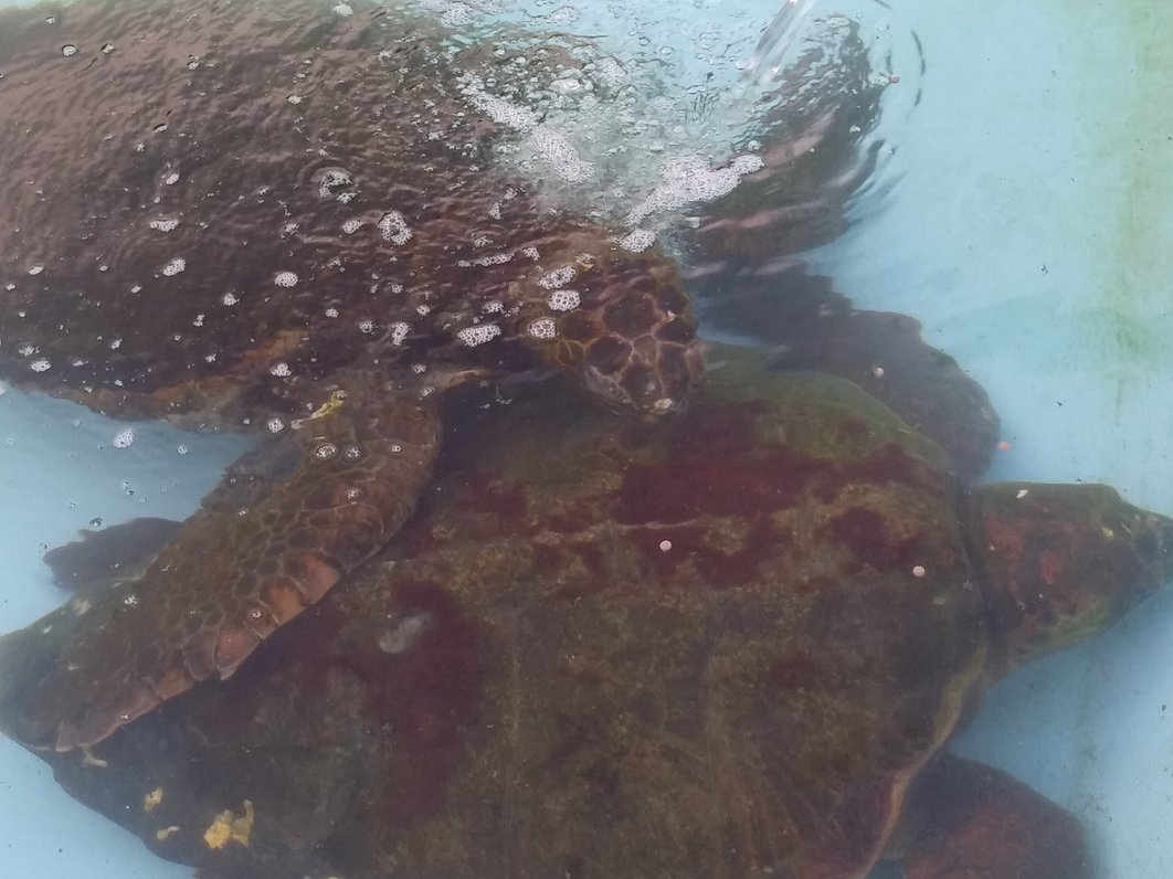 むろと廃校水族館