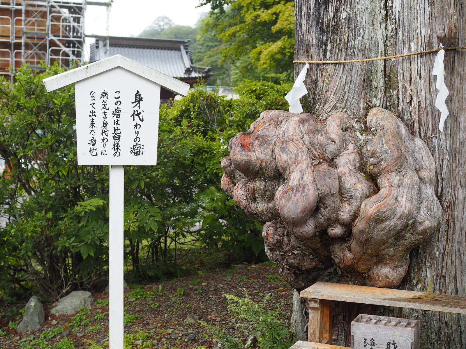 日光山中禅寺 立木観音