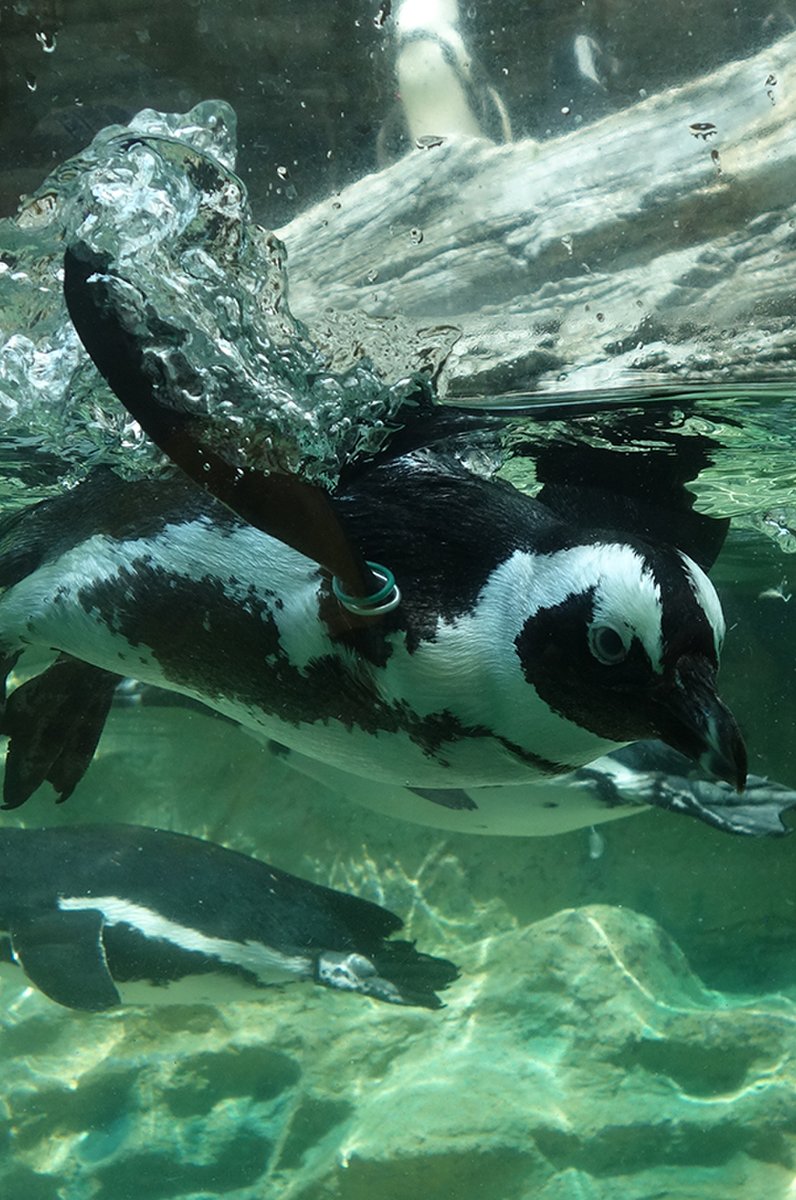 サンシャイン水族館