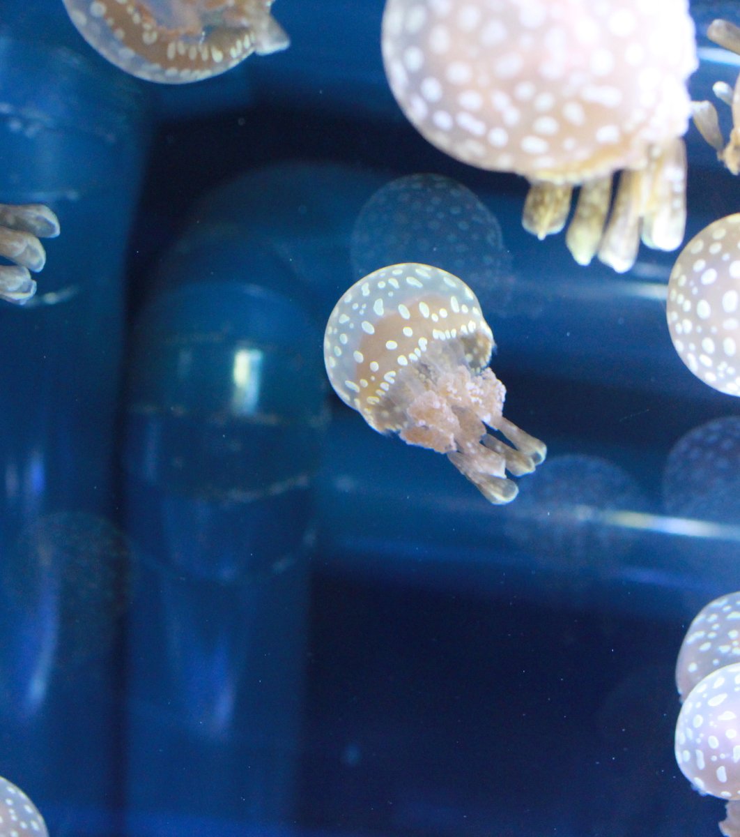 すみだ水族館