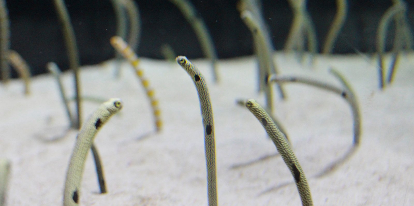 すみだ水族館