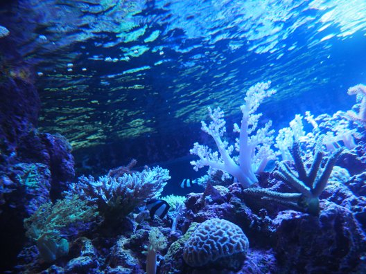 すみだ水族館