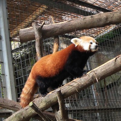 熱川バナナワニ園