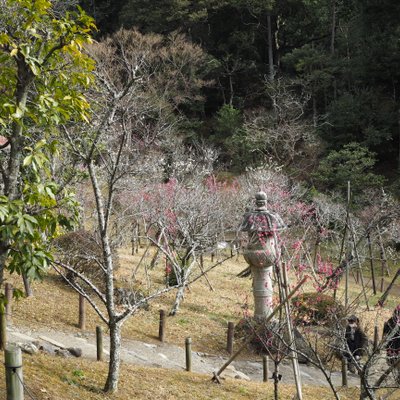 成田山公園内梅林