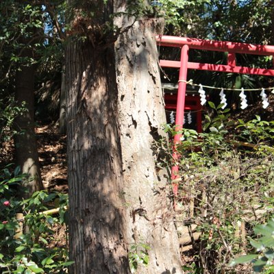 お鷹の道・真姿の池湧水群