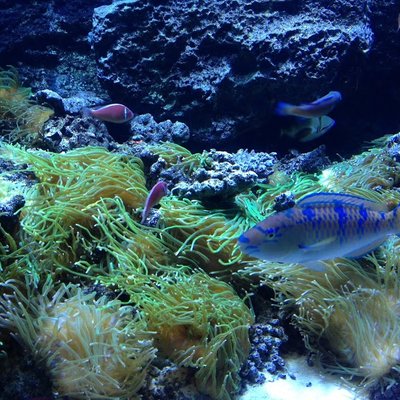 しながわ水族館