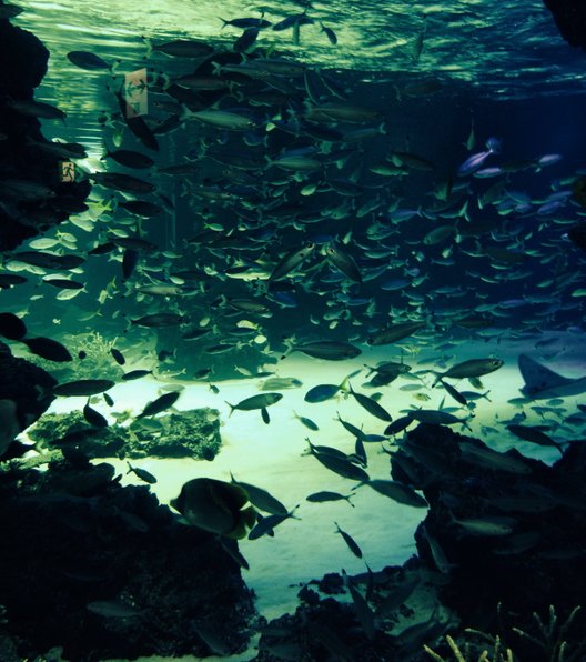 サンシャイン水族館