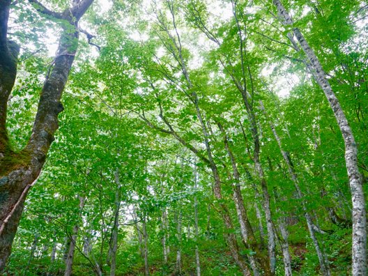 白神山地 ブナ林散策コース